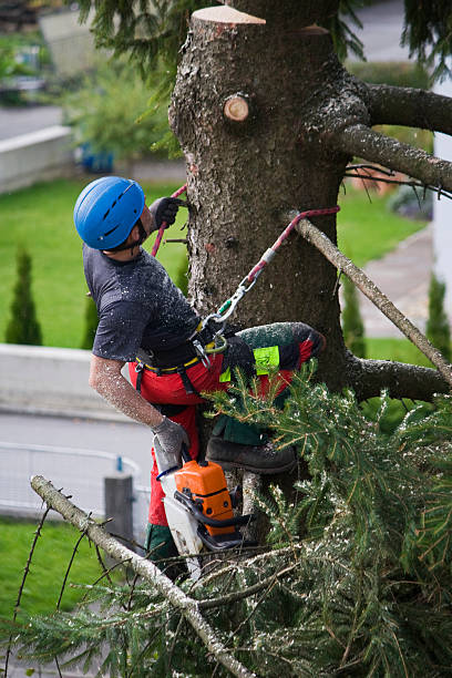 Woodstock, GA Tree Services Company