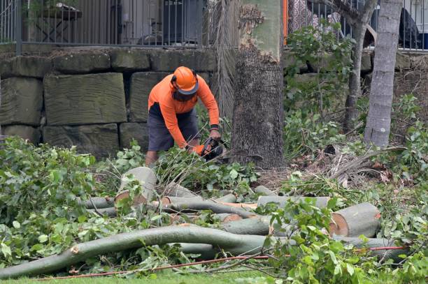 How Our Tree Care Process Works  in  Woodstock, GA